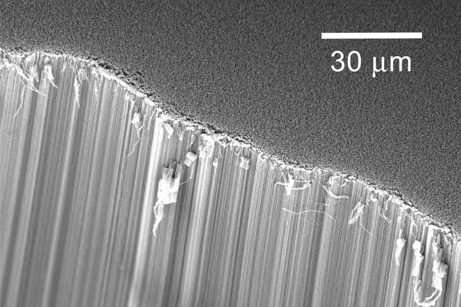Scanning electron micrograph of a vertically aligned carbon nanotube forest in cross-section