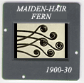 Maiden-hair fern: CLICK TO VIEW PHOTOGRAPH