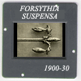 Forsythia suspensa: CLICK TO VIEW PHOTOGRAPH