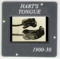 Hart's tongue: CLICK TO VIEW PHOTOGRAPH