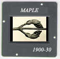 Maple: CLICK TO VIEW PHOTOGRAPH