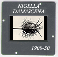 Nigella damascena: CLICK TO VIEW PHOTOGRAPH
