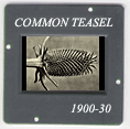 Common teasel: CLICK TO VIEW PHOTOGRAPH
