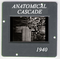 Anatomical Cascade: CLICK TO VIEW PHOTOGRAPH