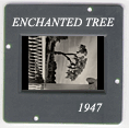 Enchanted Tree: CLICK TO VIEW PHOTOGRAPH