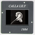 Calla Lily: CLICK TO VIEW PHOTOGRAPH