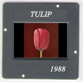 Tulip: CLICK TO VIEW PHOTOGRAPH
