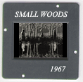 Small Woods Where I Met Myself: CLICK TO VIEW PHOTOGRAPH
