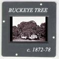 Buckeye Tree: CLICK TO VIEW PHOTOGRAPH