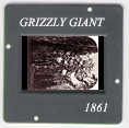 Grizzly: CLICK TO VIEW PHOTOGRAPH