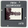 Twin Redwoods: CLICK TO VIEW PHOTOGRAPH
