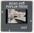 Poplar Trees: CLICK TO VIEW PHOTOGRAPH